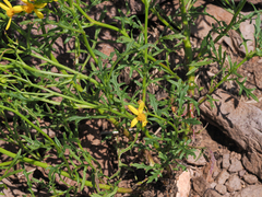 Senecio eremophilus