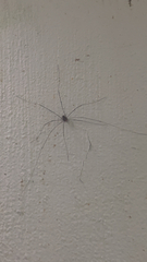 Dicranopalpus ramosus