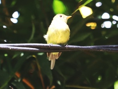 Empidonax flaviventris