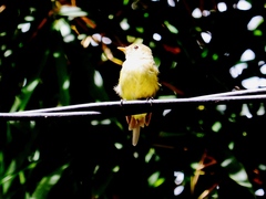 Empidonax flaviventris