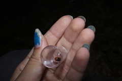 Amphasia interstitialis