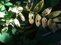 Streptopus lanceolatus