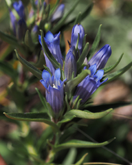 Gentiana affinis