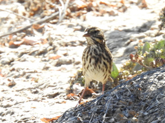 Passerculus sandwichensis beldingi