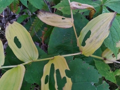 Streptopus lanceolatus