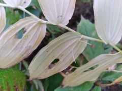 Streptopus lanceolatus