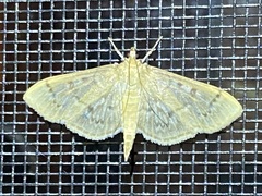 Herpetogramma aeglealis