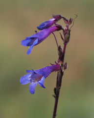 Penstemon pseudoparvus