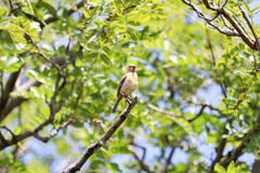 Sporophila minuta