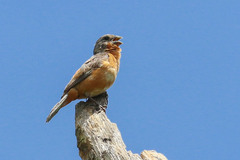 Sporophila minuta