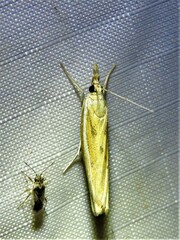 Fissicrambus profanellus