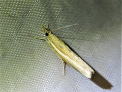 Fissicrambus profanellus