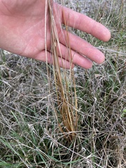 Carex buchananii