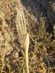 Chloris