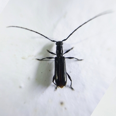 Cerambycinae