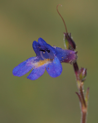 Penstemon pseudoparvus