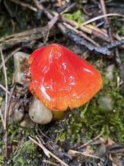 Hygrocybe cuspidata