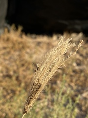 Chloris