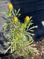 Dyssodia papposa