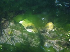 Myoxocephalus aenaeus