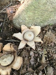 Geastrum triplex