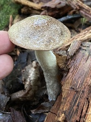 Leccinellum albellum