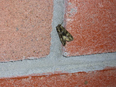 Lacinipolia olivacea