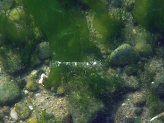 Crangon septemspinosa