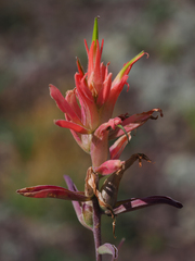 Castilleja linariifolia