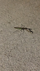 Tenodera angustipennis