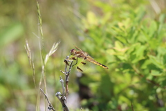 Libellula semifasciata