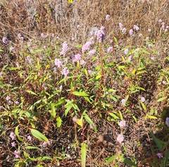 Persicaria bicornis