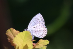 Celastrina