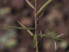 Castilleja linariifolia