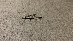 Tenodera angustipennis