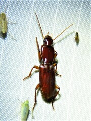 Stenomorphus californicus