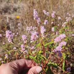 Persicaria bicornis