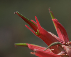 Castilleja linariifolia
