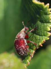 Himatolabus pubescens