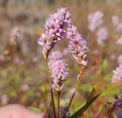 Persicaria bicornis