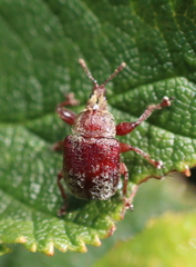 Himatolabus pubescens