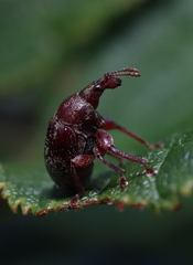 Himatolabus pubescens