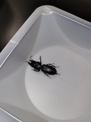 Scarites subterraneus