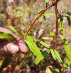 Persicaria bicornis