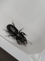 Scarites subterraneus