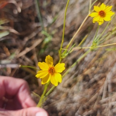 Thelesperma filifolium