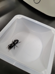 Scarites subterraneus