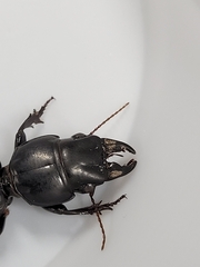 Scarites subterraneus