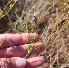 Thelesperma filifolium