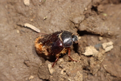 Phyllophaga